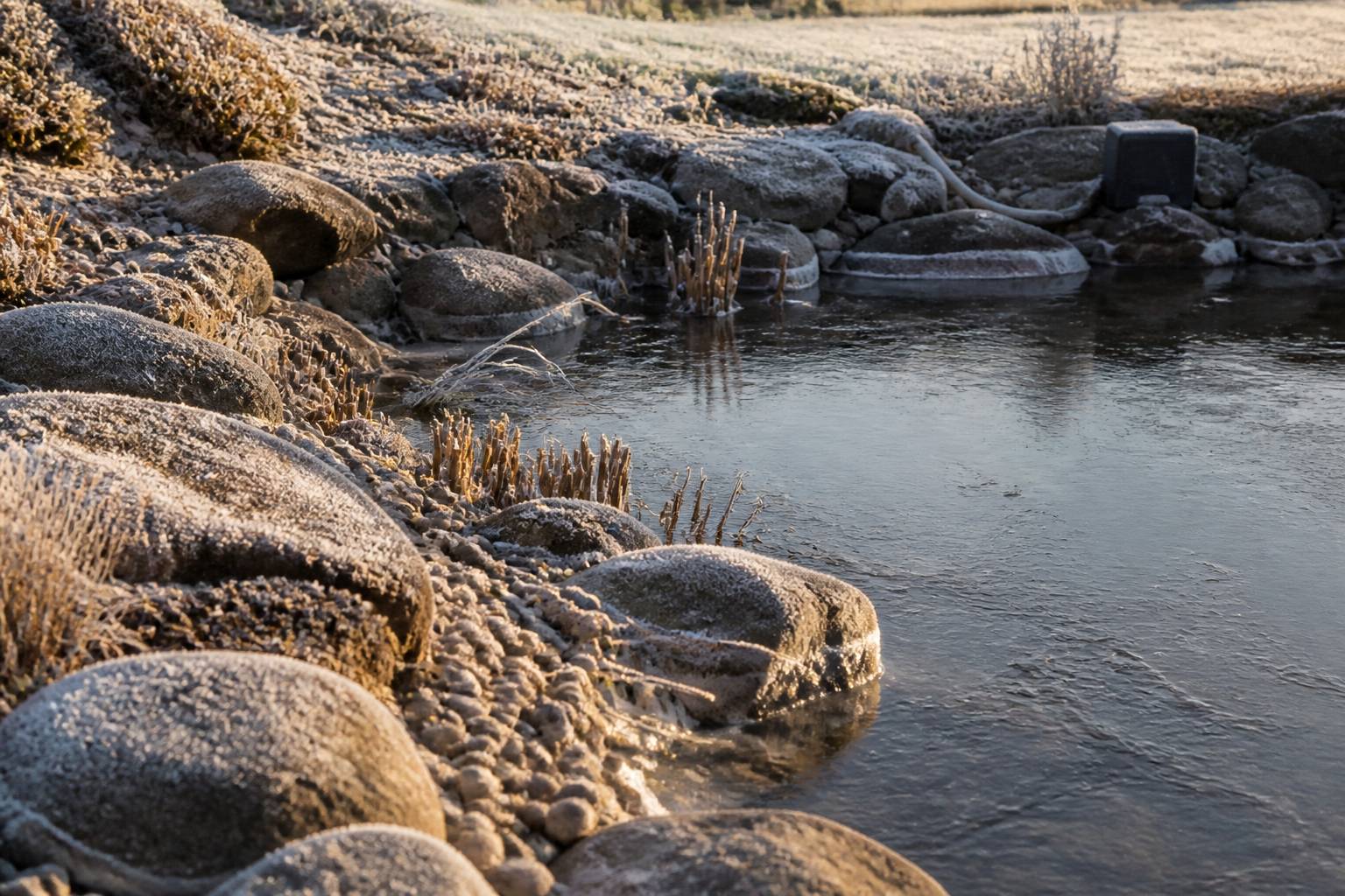 Bordure givrée de bassin avec plantes aquatiques en hiver